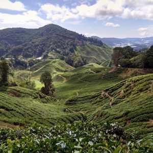Another view from Sungei Palas tea Plantation